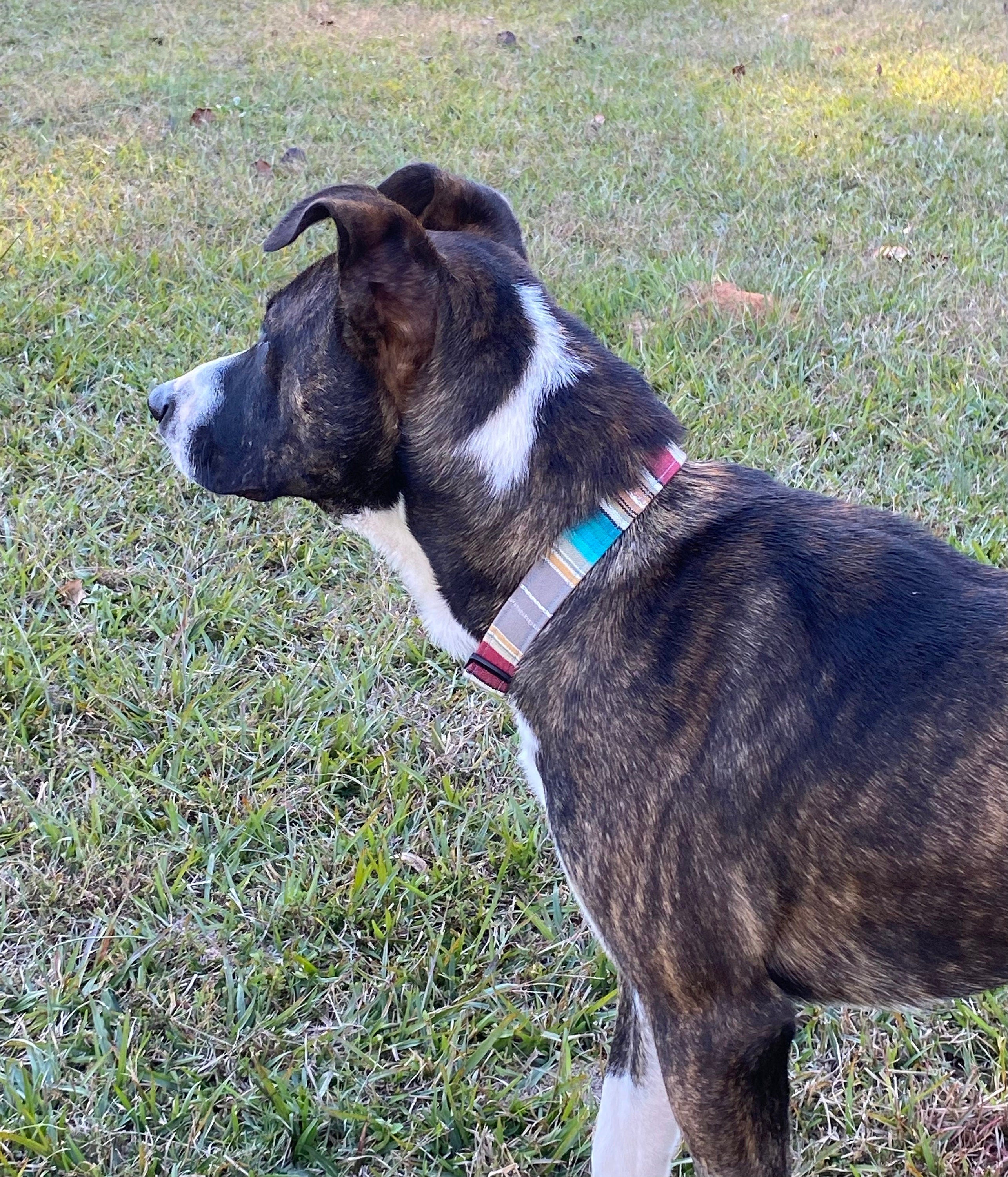 Rio Southwestern Serape Dog Collar